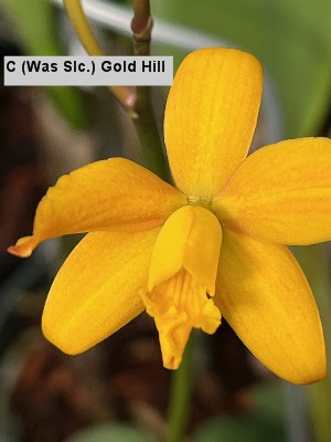 世界の野生蘭ORCHIDATLAS VOL. 3 Cattleya Laelia 世界の野生蘭